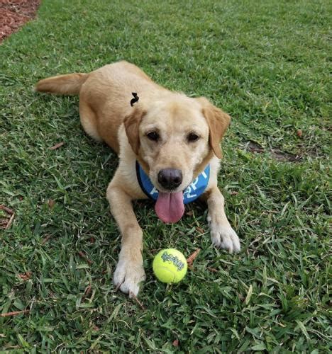 rescue labrador retrievers ormond beach